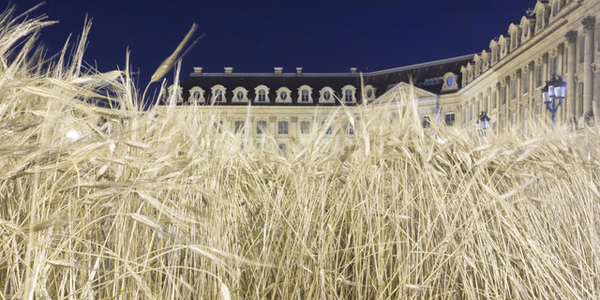 Découvrez les blés de Coco Chanel à Saumur