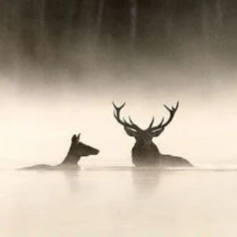 LE CHANT DES FORÊTS