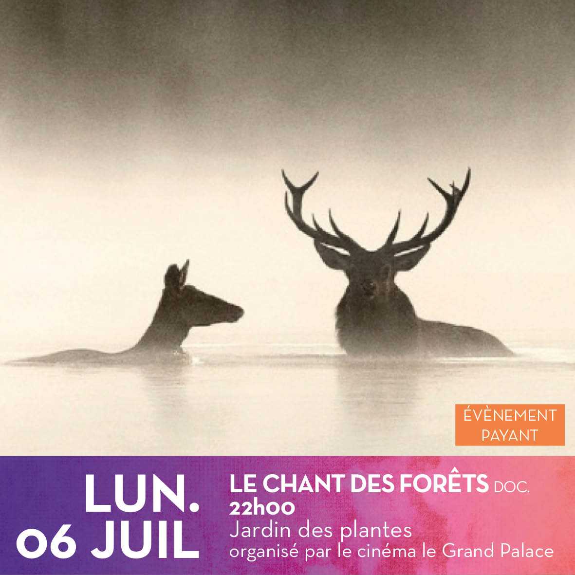 LE CHANT DES FORÊTS