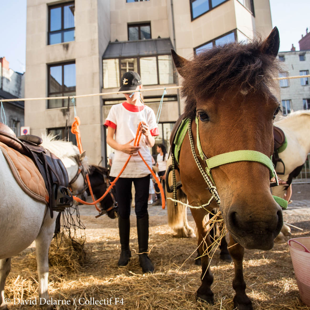 PROMENADES À PONEYS