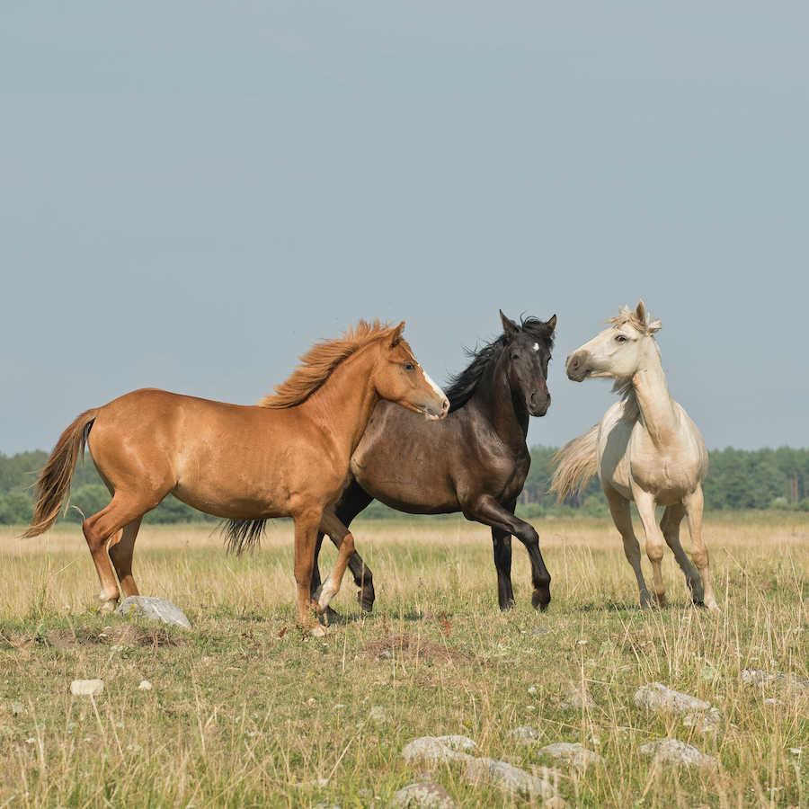 LE CHEVAL ET SES ANCÊTRES