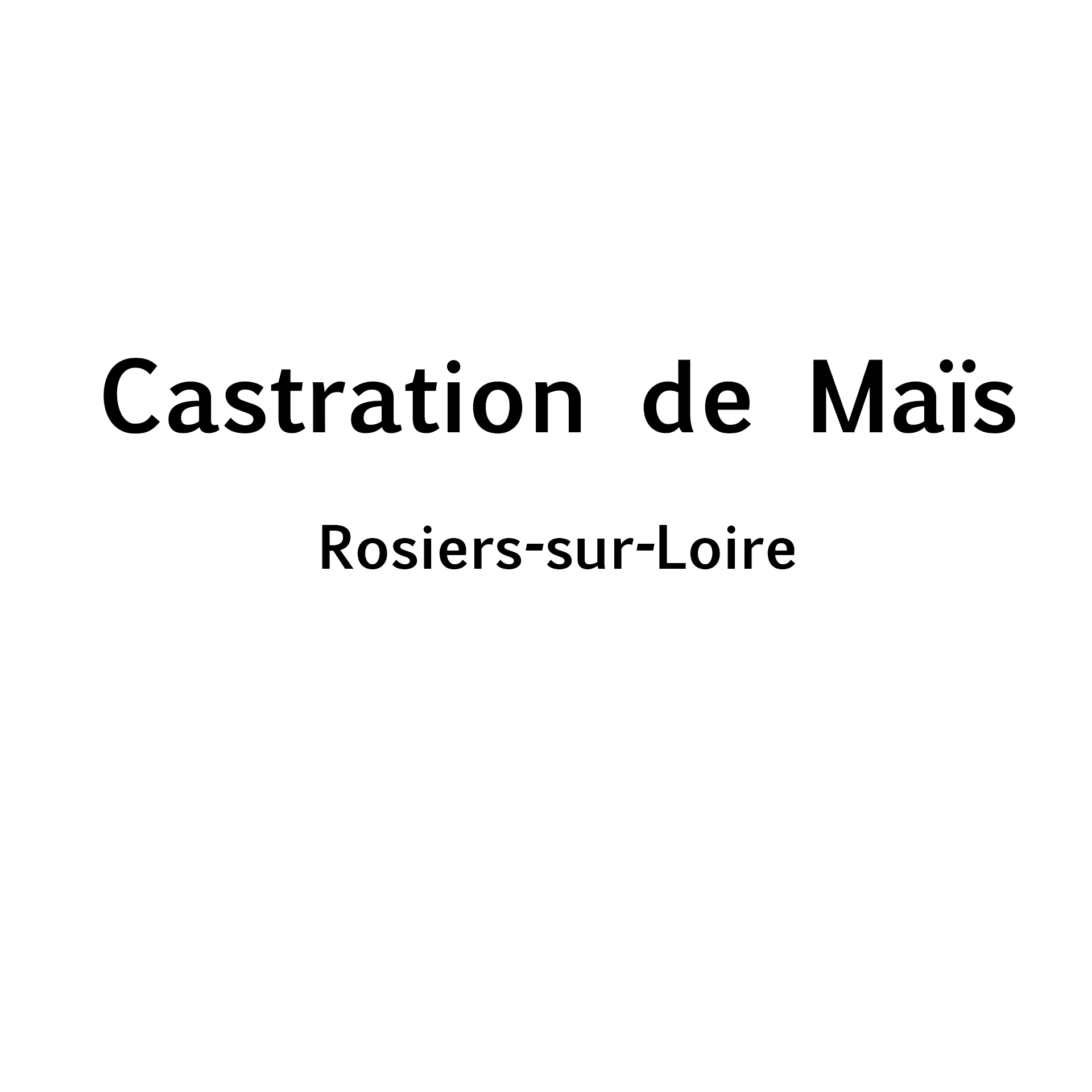 Castration de Maïs