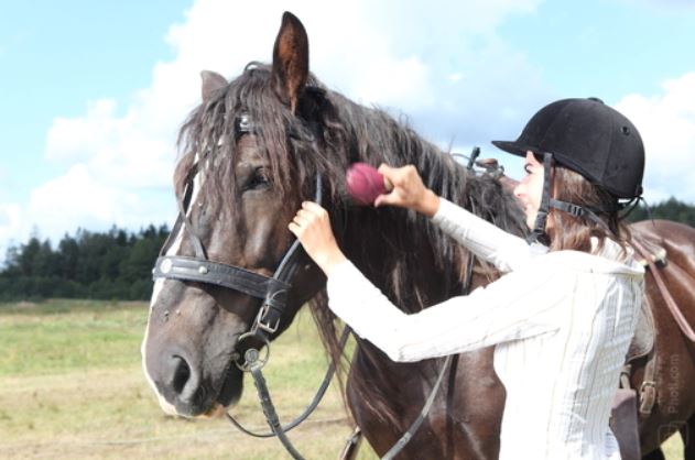 centre equestre