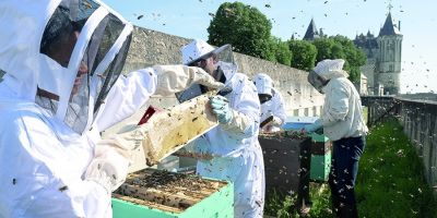 Rucher École de Saumur : première récolte de miel de printemps
