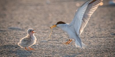 Protection des sternes sur les grèves de Loire : adoptons les bons réflexes