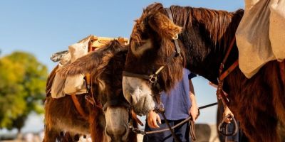 Des ânes et chevaux à la collecte des déchets à Saumur