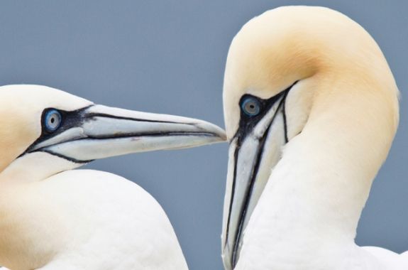 Projection-conférence : Les Shetland – paysages et faune sauvage