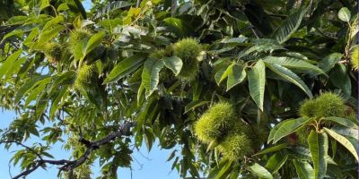 Opération de plantation d’arbres à Dampierre-sur-Loire