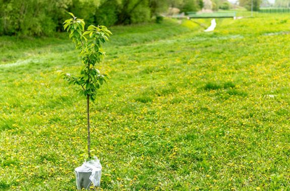 Plantation de Saules