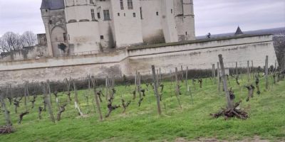 Vignes du Château de Saumur : des fagots de bois mis à disposition pour les saumurois