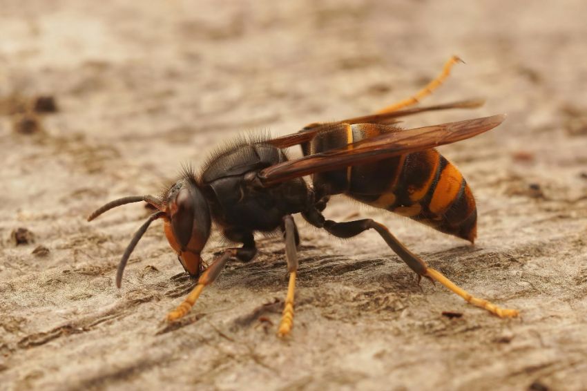 Lutte pour la biodiversité par Tony Gascogne