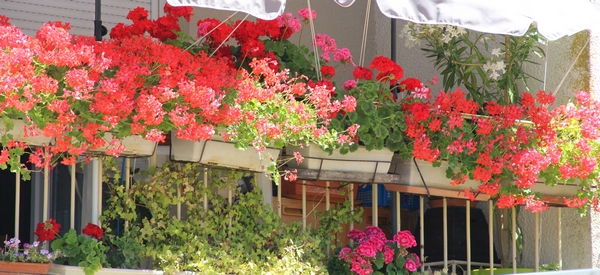 Le concours des maisons fleuries en résultats et en fleurs