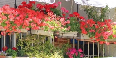 Le concours des maisons fleuries en résultats et en fleurs