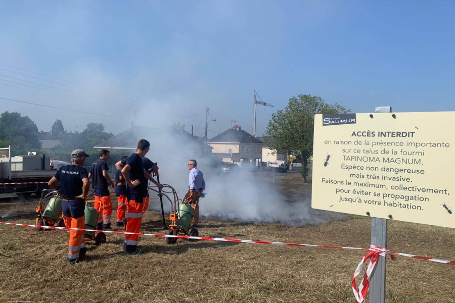 La Ville de Saumur agit contre l’invasion de fourmis dans le quartier des Violettes