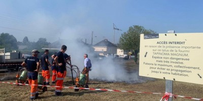 La Ville de Saumur agit contre l’invasion de fourmis dans le quartier des Violettes