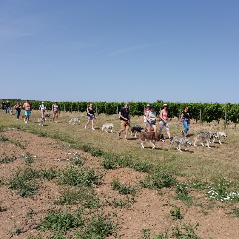 Rencontres des aidants : Matinée CANI-RANDO