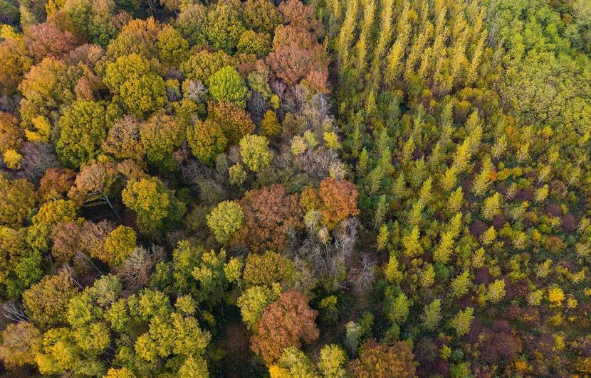 Une micro-forêt au château