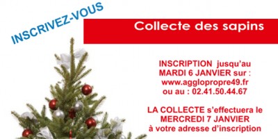 Collecte des sapins naturels