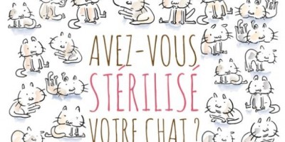 Stérilisation des chats : une aide financière de la Ville