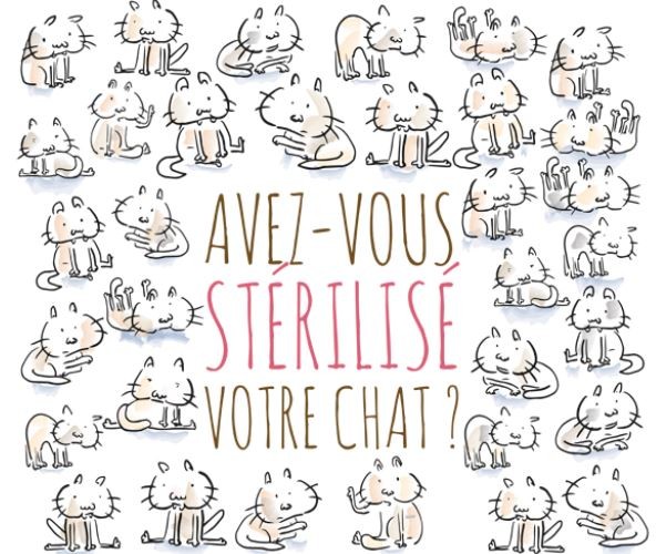 Stérilisation des chats : une aide financière de la Ville