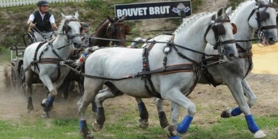 Dès demain à Saumur : Concours International d'attelage