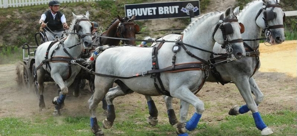 Dès demain à Saumur : Concours International d'attelage