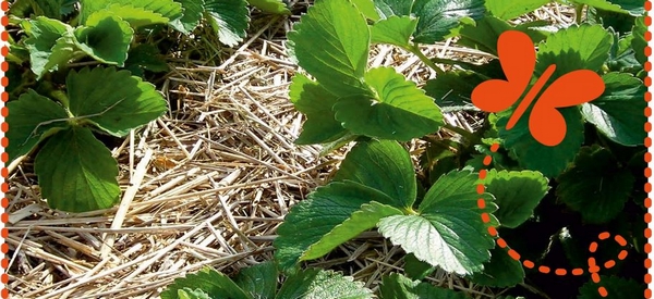 Broyage d'automne en déchèterie