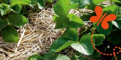 Broyage d'automne en déchèterie