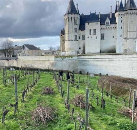 Taille de la vigne du Château : des fagots de bois pour les saumurois