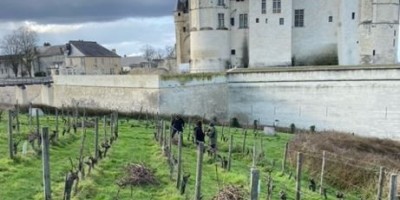 Taille de la vigne du Château : des fagots de bois pour les saumurois