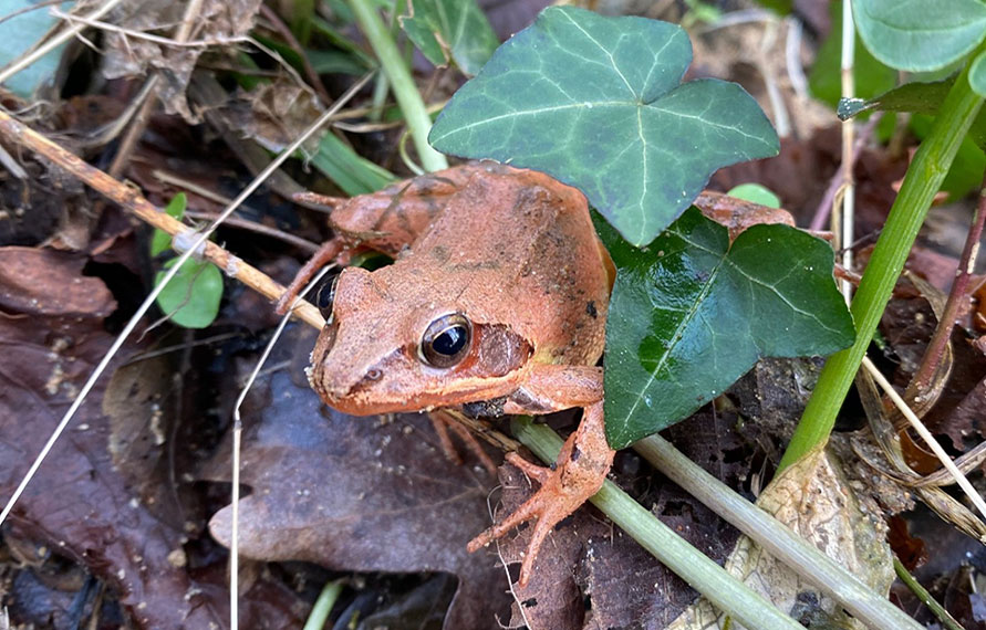 Rendez-vous nature : Amphibiens camouflés au terrefort
