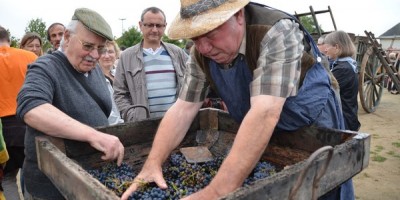 La Fête des vendanges millésime 2013