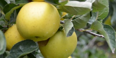 Des produits locaux dans les assiettes des écoliers saumurois