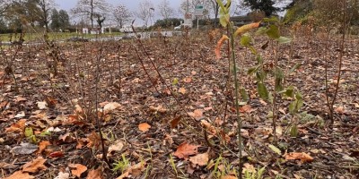 Une nouvelle micro-forêt urbaine au rond-point Weygand