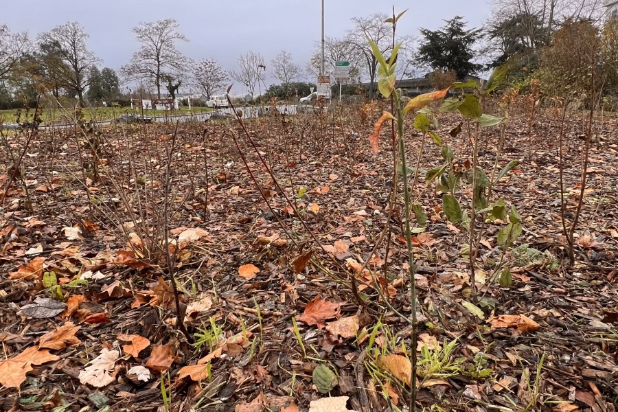 Une nouvelle micro-forêt urbaine au rond-point Weygand