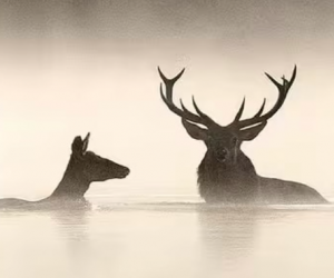 Cin&eacute;ma en Plein air - Le chant des for&ecirc;ts de Vincent Munier