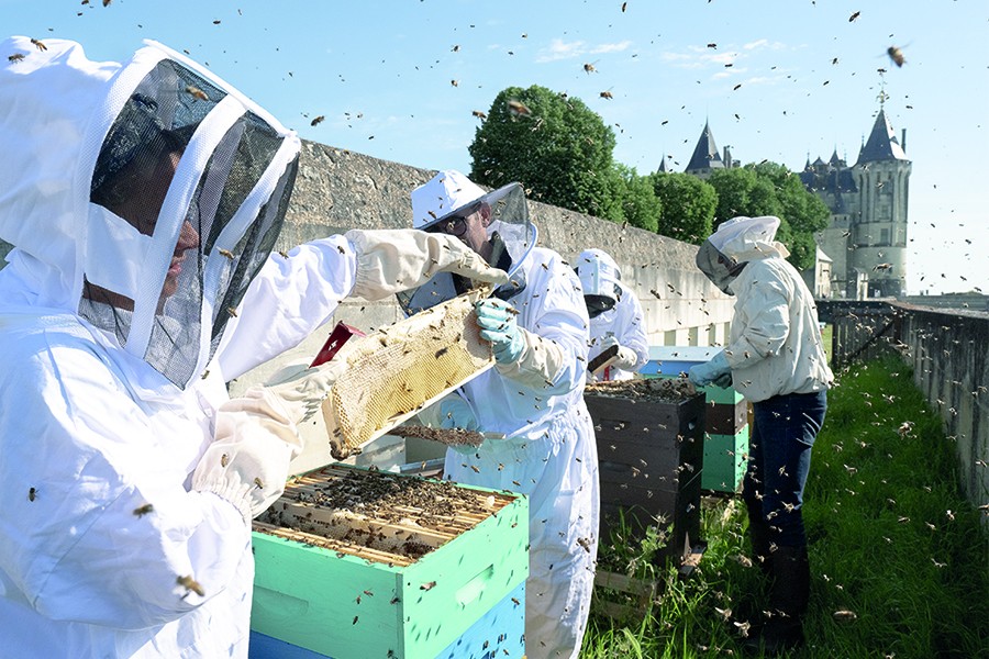 Rucher École de Saumur : première récolte de miel de printemps