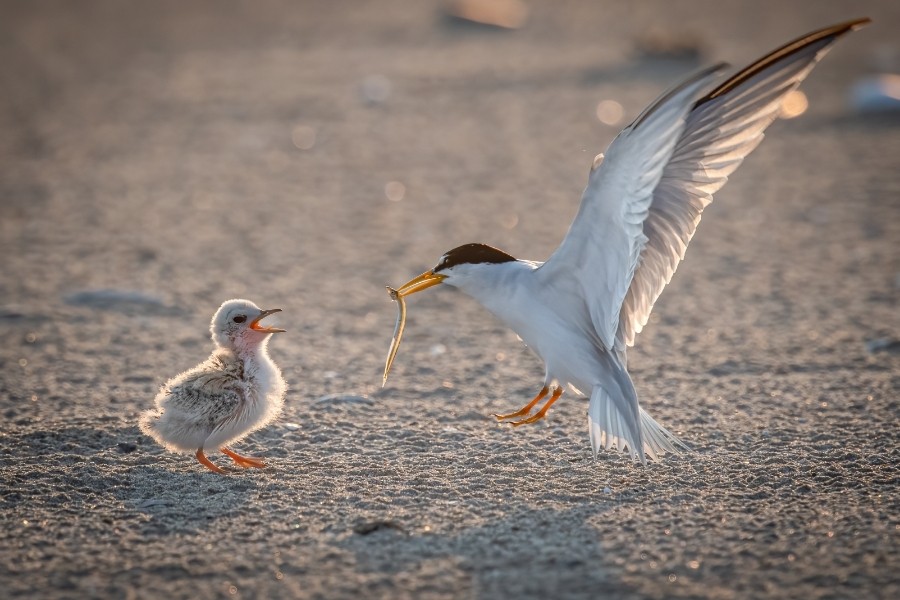 Protection des sternes sur les gr&egrave;ves de Loire : adoptons les bons r&eacute;flexes