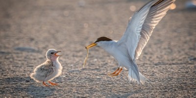 Protection des sternes sur les gr&egrave;ves de Loire : adoptons les bons r&eacute;flexes