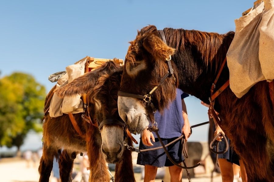 Des ânes et chevaux à la collecte des déchets à Saumur