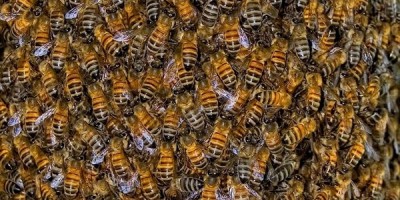 Les abeilles au coeur du "Mois du film documentaire" des bibliothèques de l'Agglo
