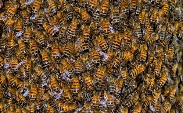 Les abeilles au coeur du "Mois du film documentaire" des bibliothèques de l'Agglo