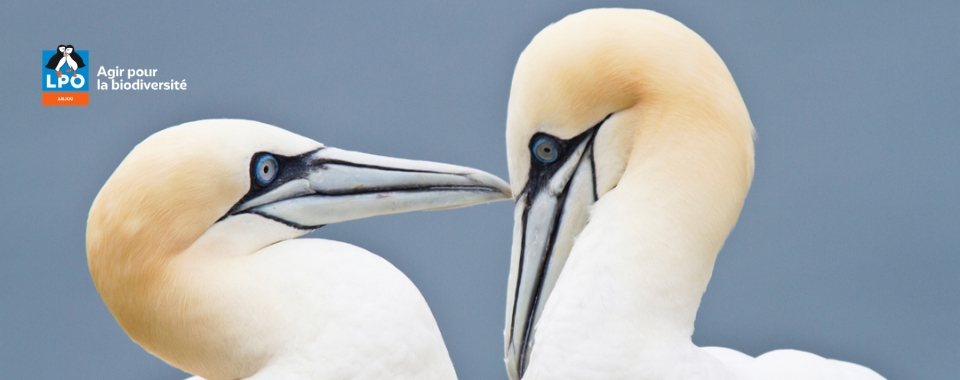 Projection-conf&eacute;rence : Les Shetland &ndash; paysages et faune sauvage