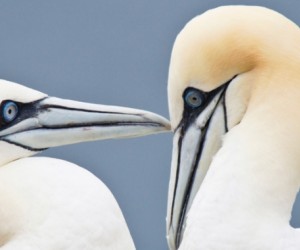 Projection-conf&eacute;rence : Les Shetland &ndash; paysages et faune sauvage