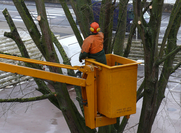 Travaux d’abattage sur Saumur