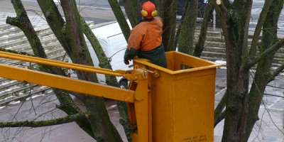 Travaux d’abattage sur Saumur