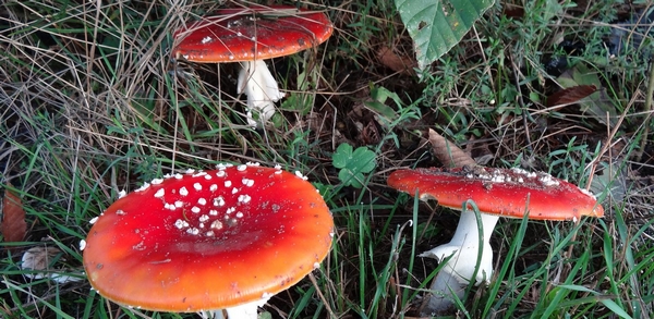 Les champignons s'exposent les 24 et 25 octobre