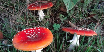 Les champignons s'exposent les 24 et 25 octobre