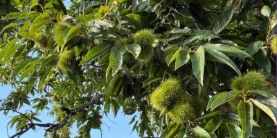 Opération de plantation d’arbres à Dampierre-sur-Loire