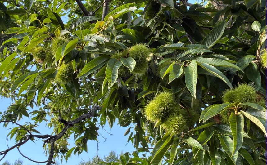 Op&eacute;ration de plantation d&rsquo;arbres &agrave; Dampierre-sur-Loire